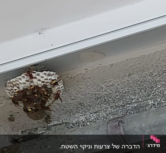 קן צרעות על קיר מתחת לתקרה